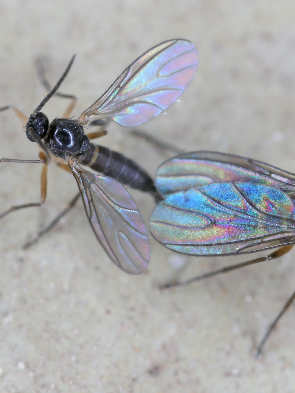 gnats