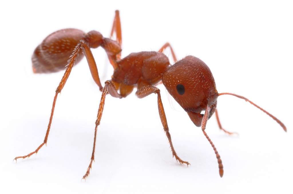 harvester ant