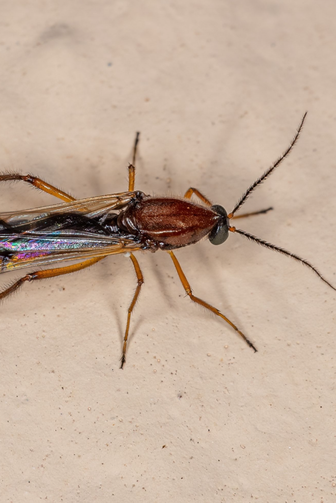 close up of no-see-um bug