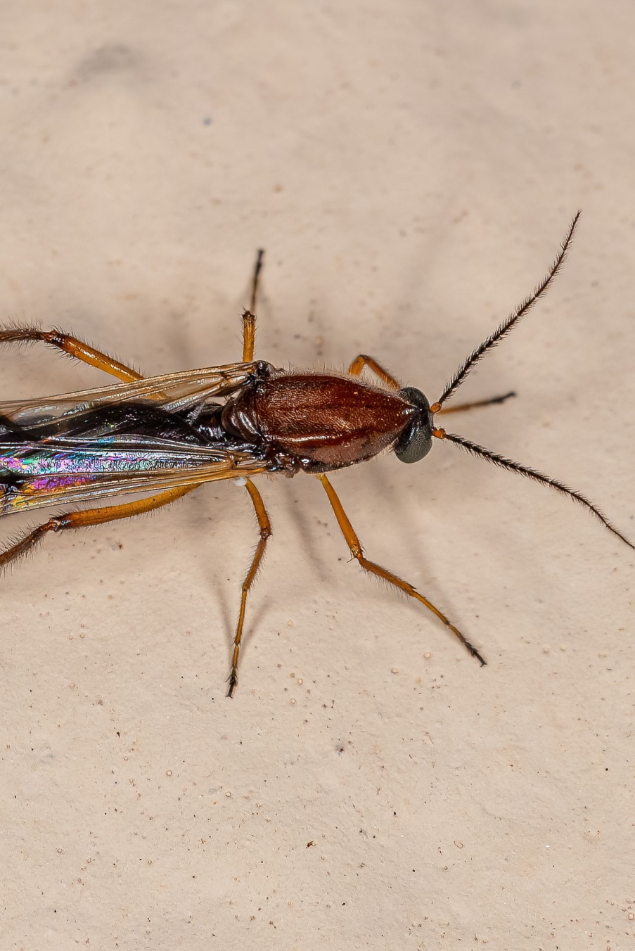 close up of no-see-um bug