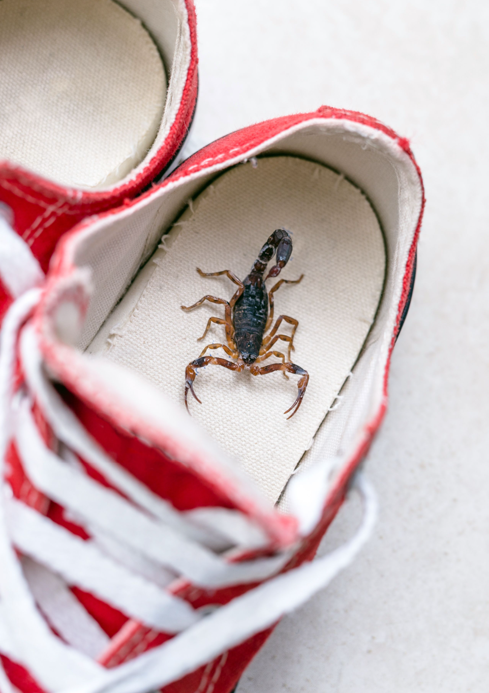 scorpion in a shoe