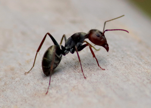 close photo of ant