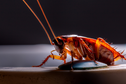 cockroach