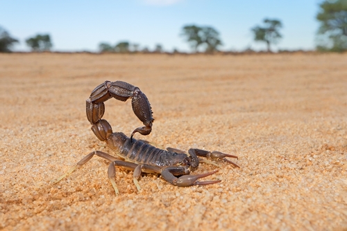scorpion up close