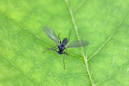 close up of gnat