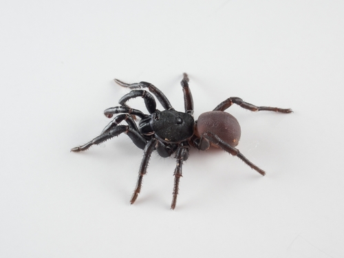 close up photo of spider
