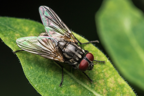 photo of fly up close