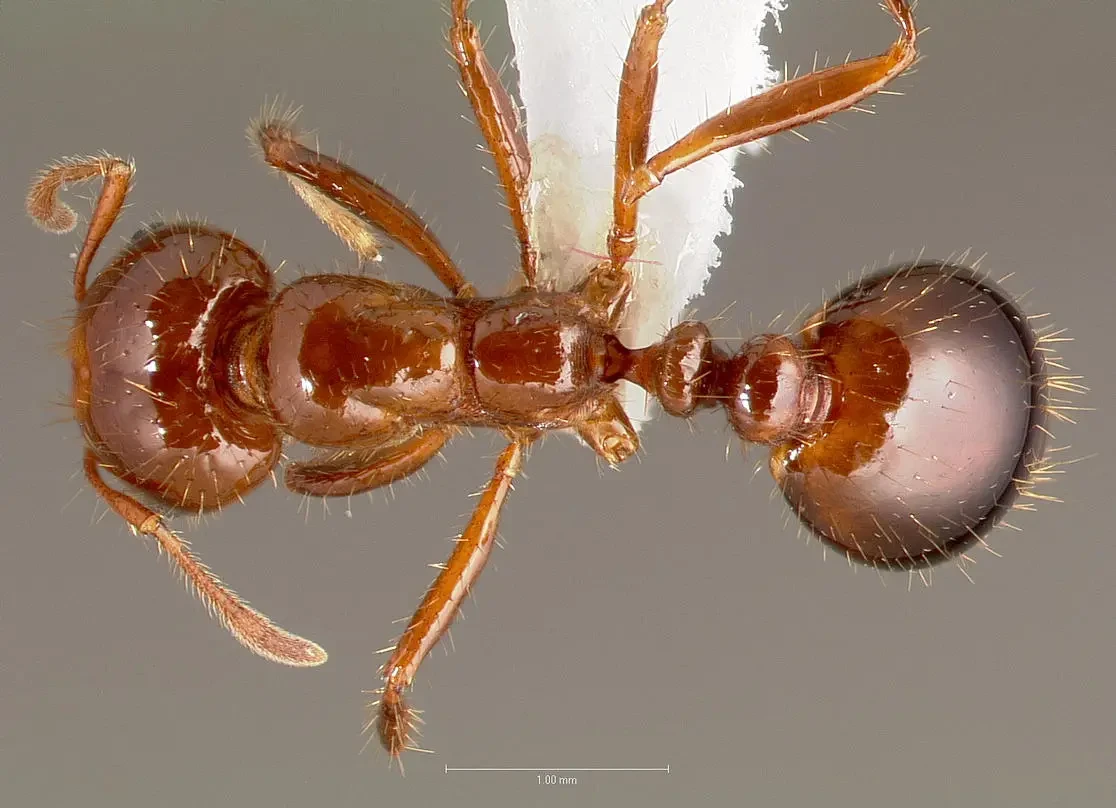 fire ant