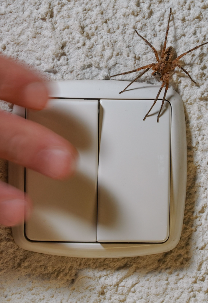 spider problems