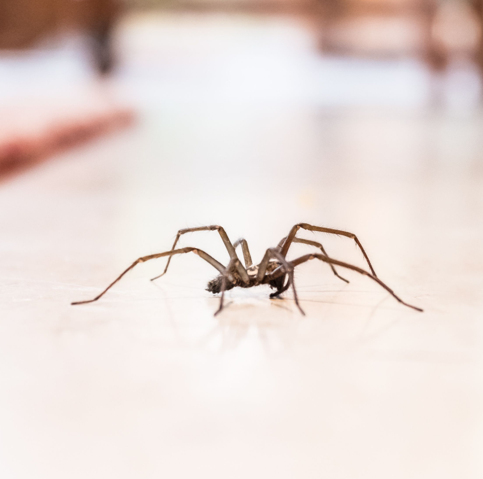 spider pest control