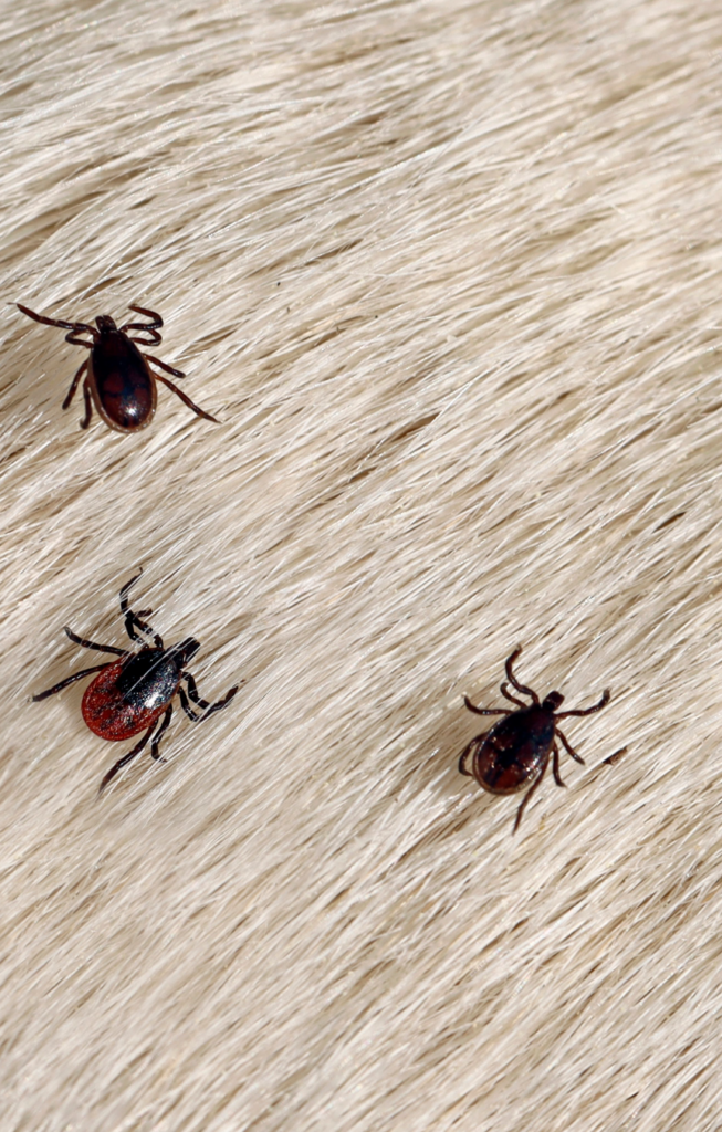 ticks