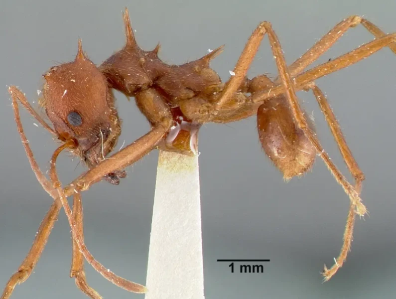 leafcutter ant