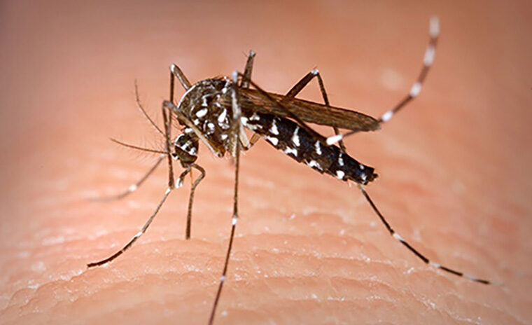 Aedes aegypti (Yellow Fever Mosquito)