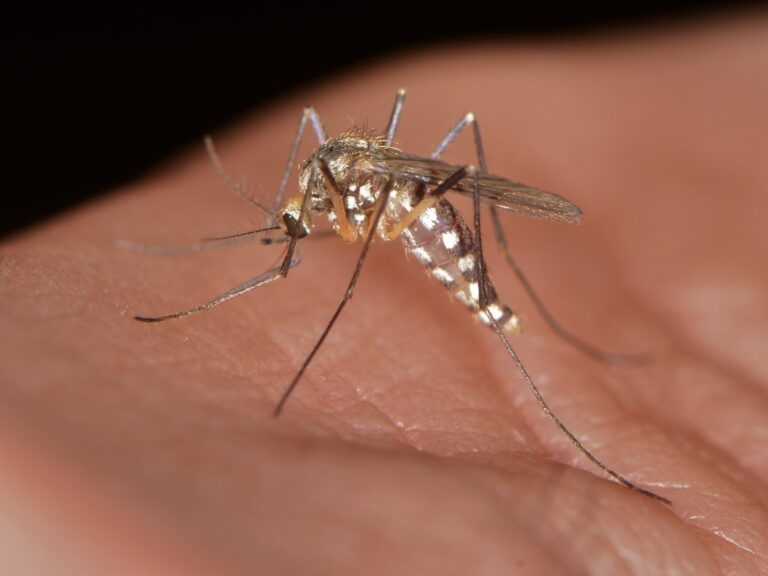 Aedes triseriatus (Eastern Tree Hole Mosquito)