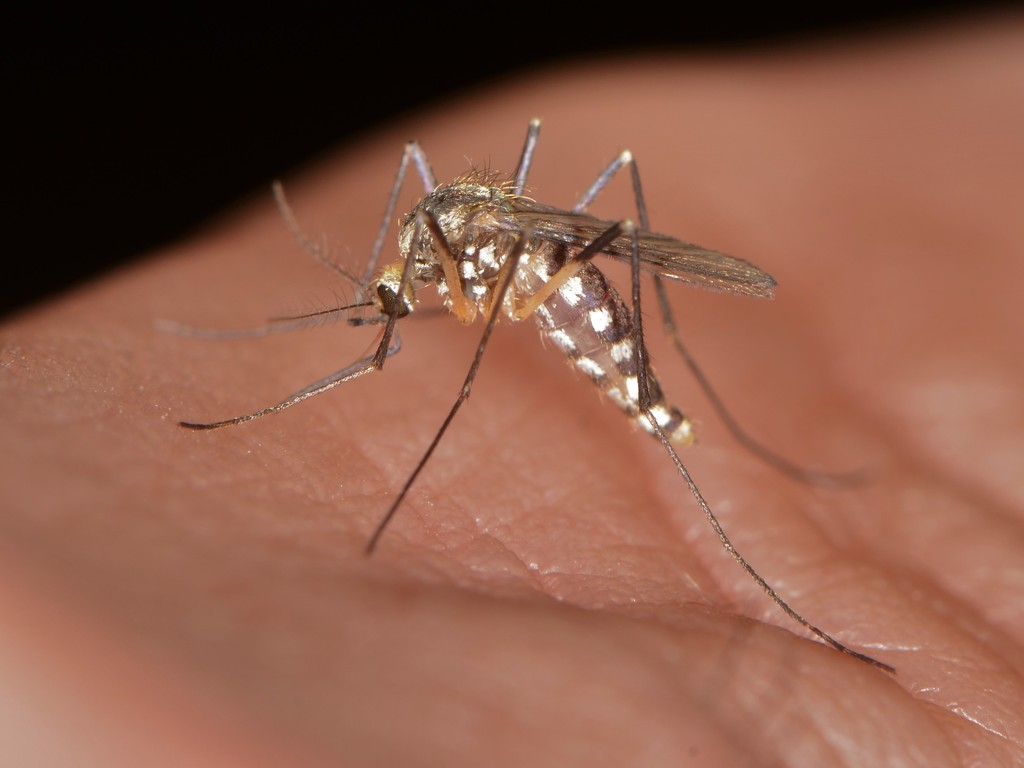 Aedes triseriatus (Eastern Tree Hole Mosquito)