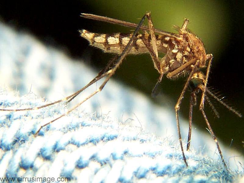 Aedes vexans (Inland Floodwater Mosquito)