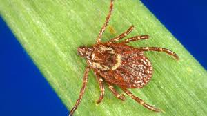 American Dog Tick