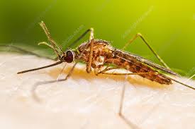 Anopheles quadrimaculatus (Common Malaria Mosquito)