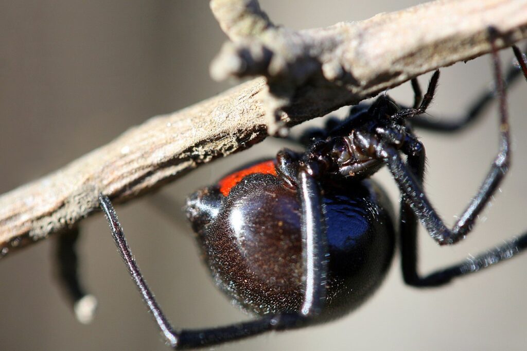 black widow
