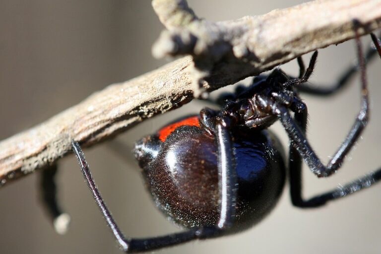 black widow