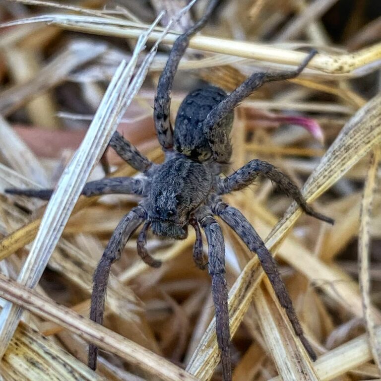 wolf spider