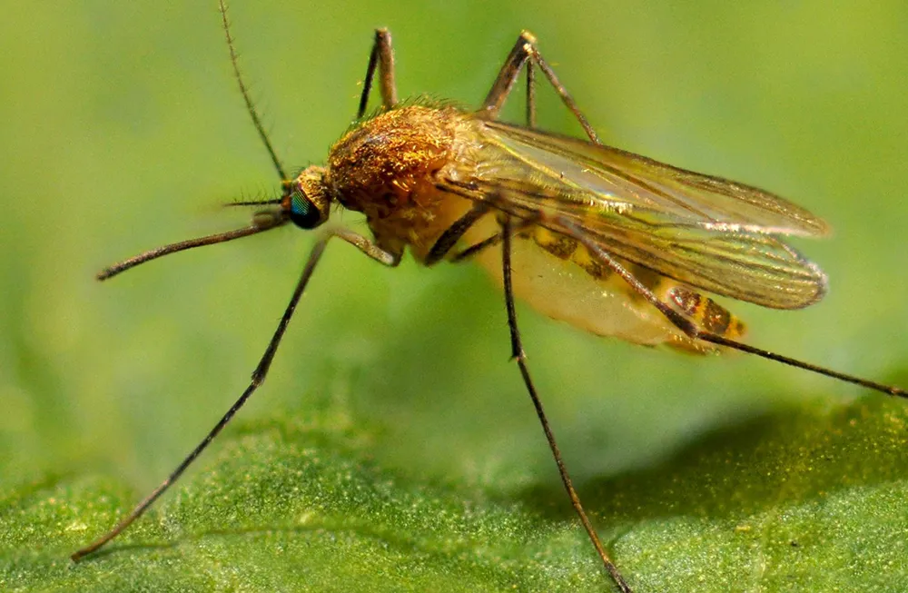 Culex pipiens (Northern House Mosquito)