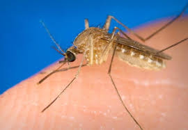Culex quinquefasciatus (Southern House Mosquito)