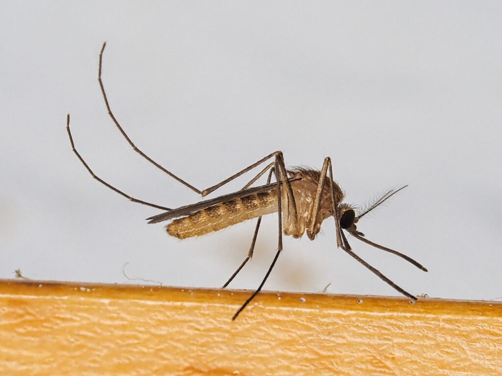mosquito