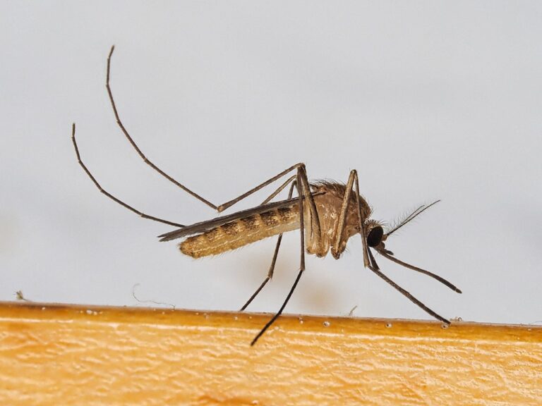 mosquito