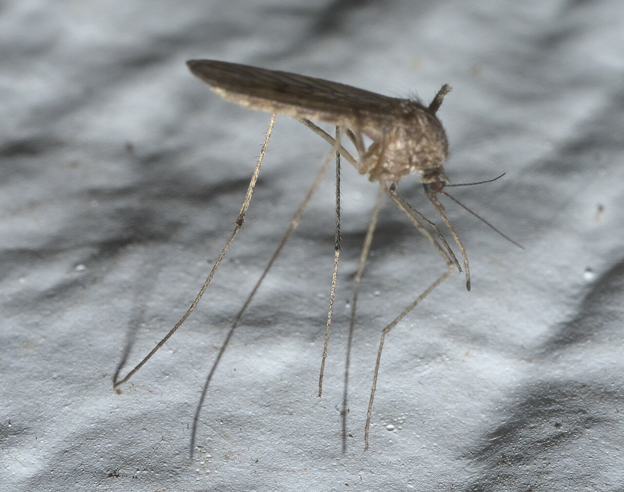 mosquito