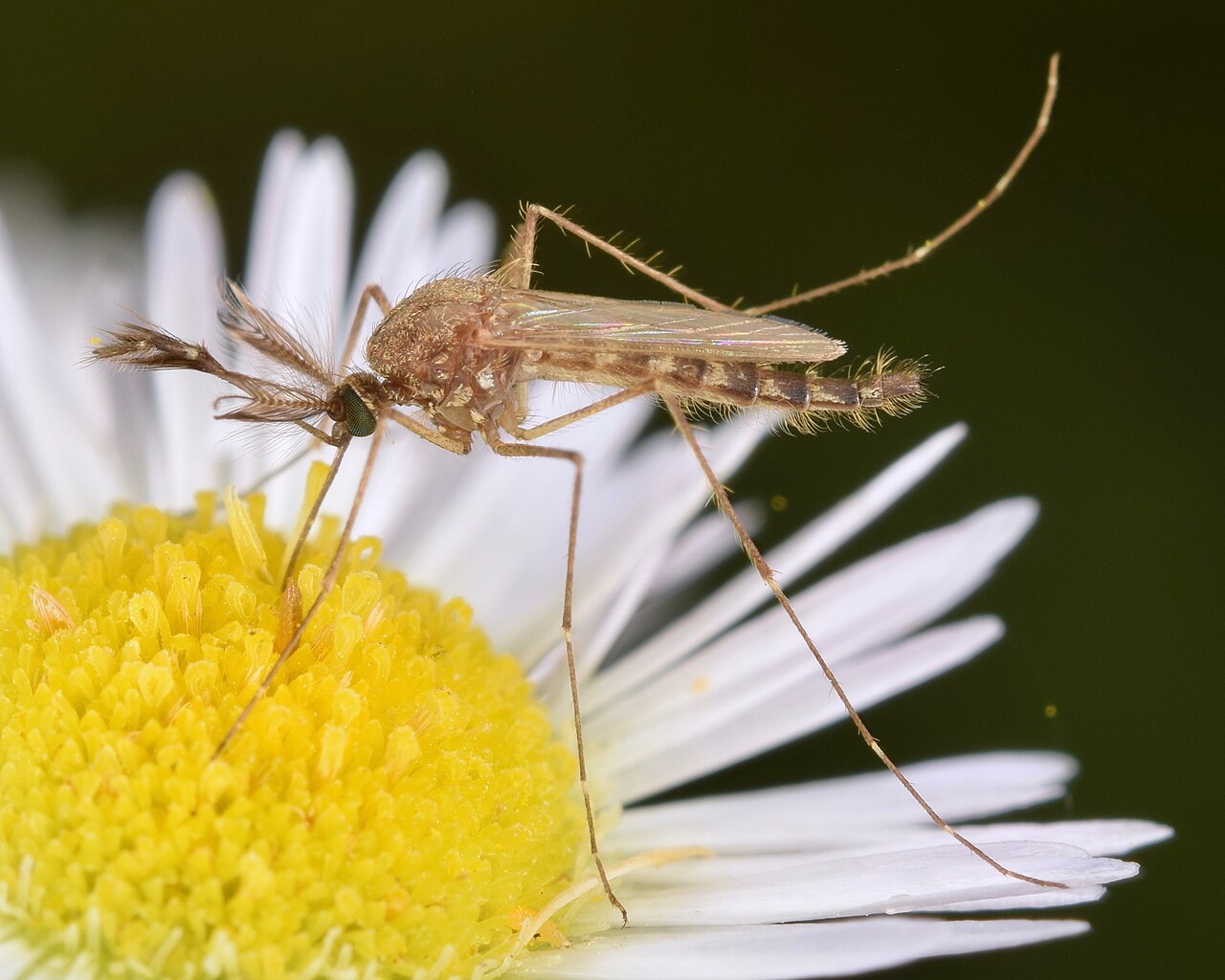 mosquito