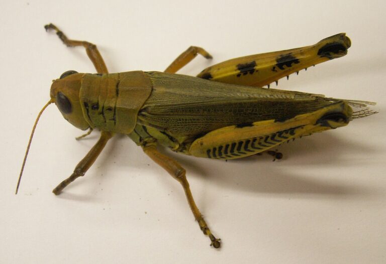 grasshopper