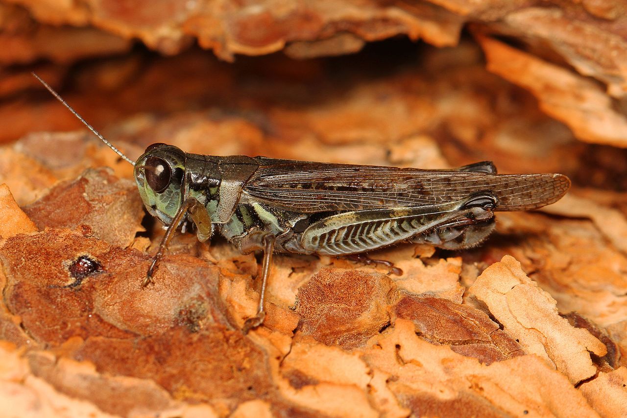 grasshopper