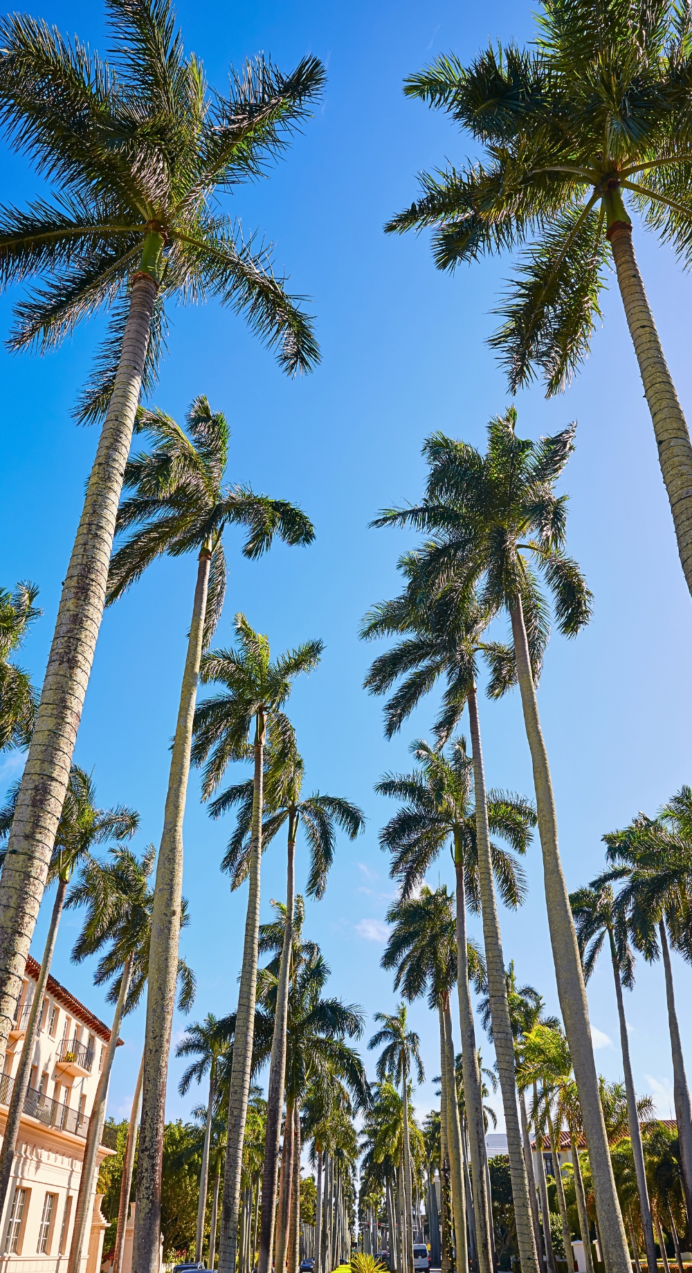 Mosquito Shield Central Florida Palm trees photo