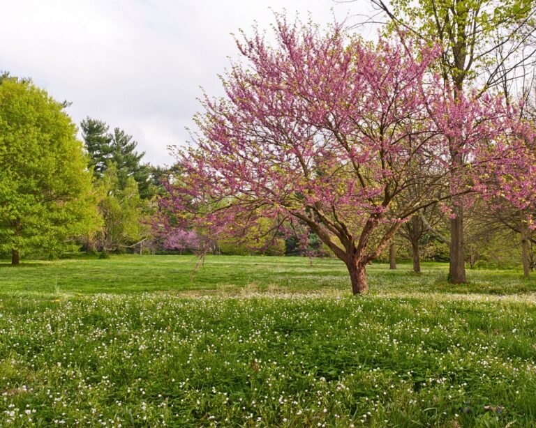Spring Photo