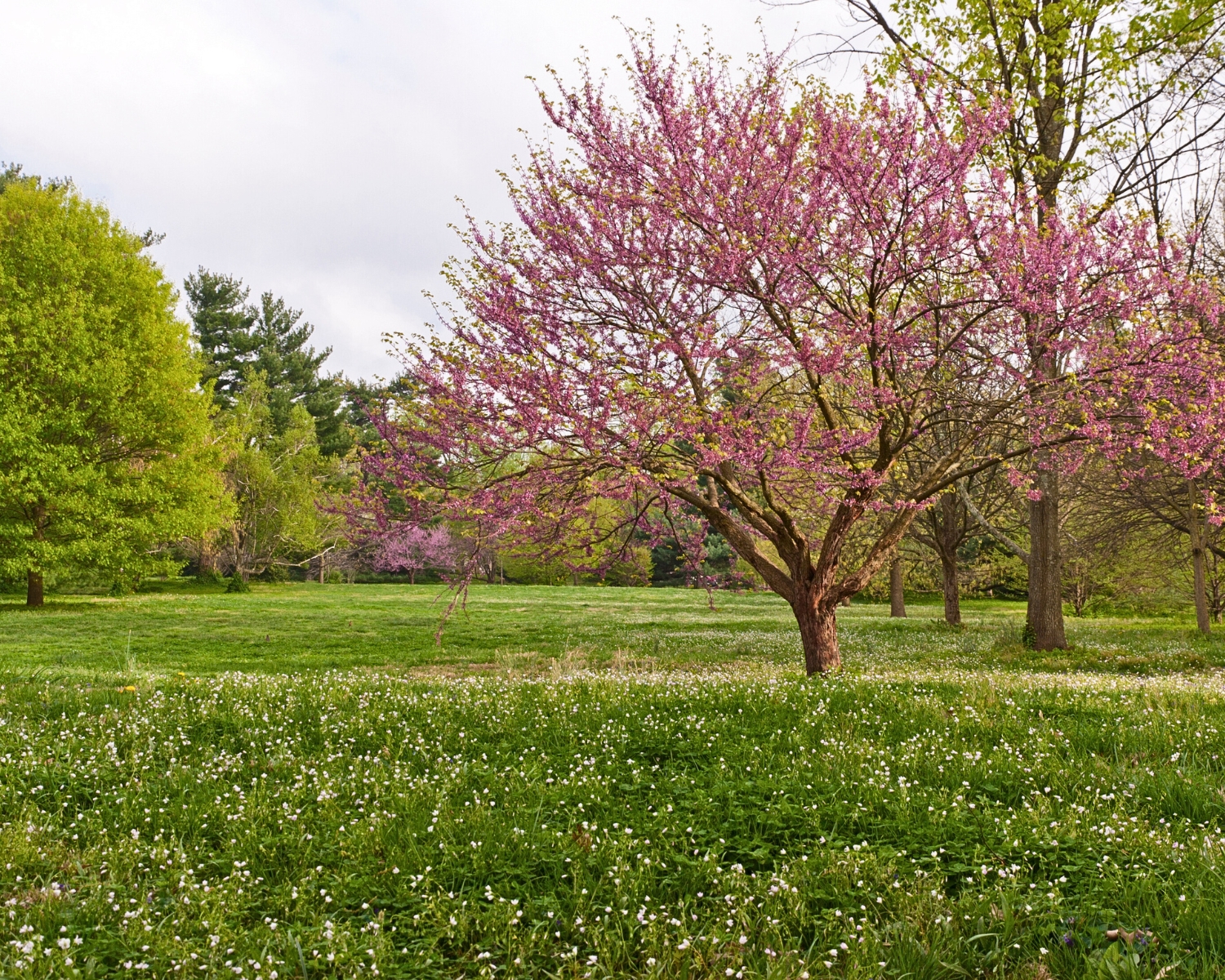 Twin Cities Spring Photo