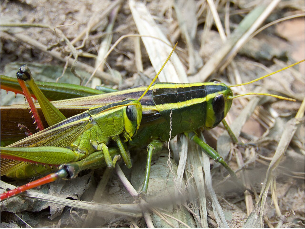 grasshopper