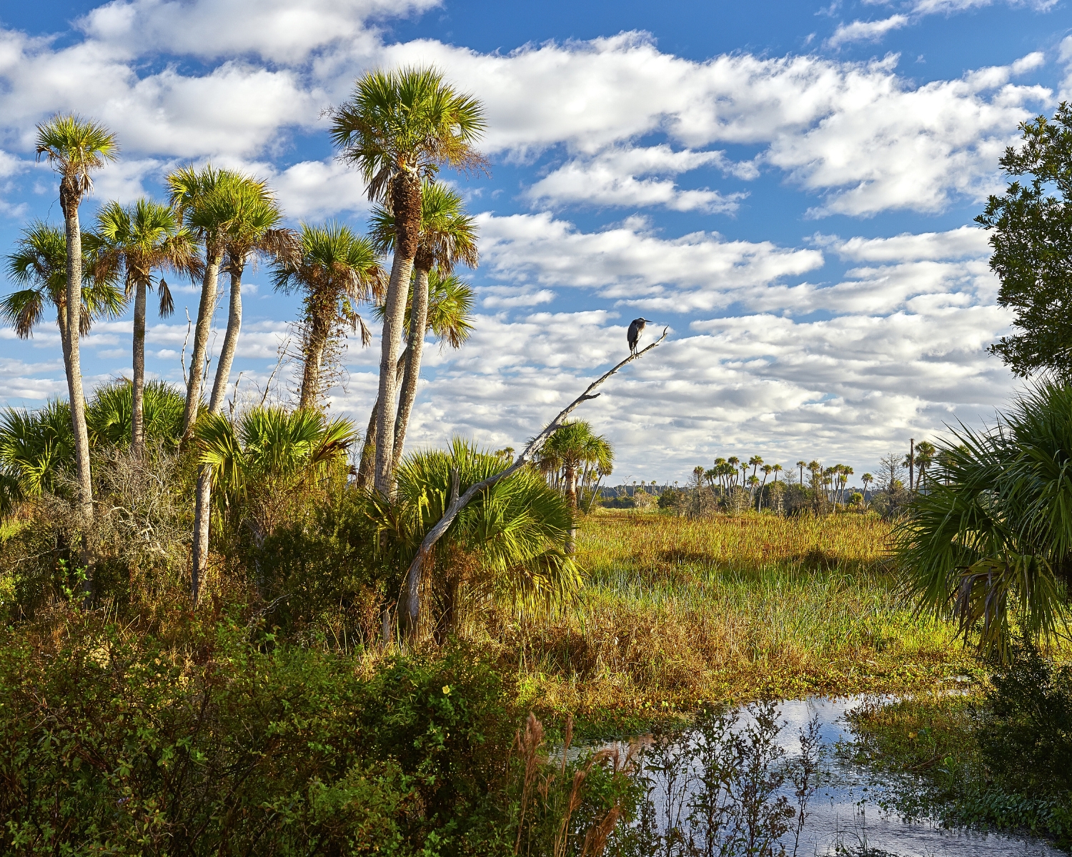 Wetlands and Marshes