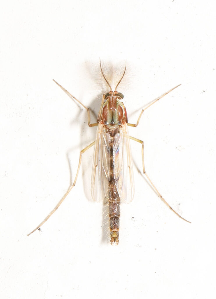 Blind Mosquito image