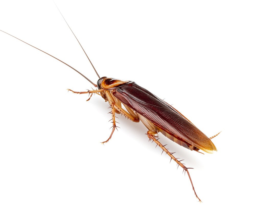 cockroach