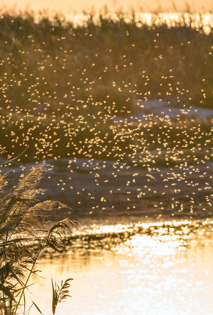 Swarm of mosquitos over a body of water mobile version