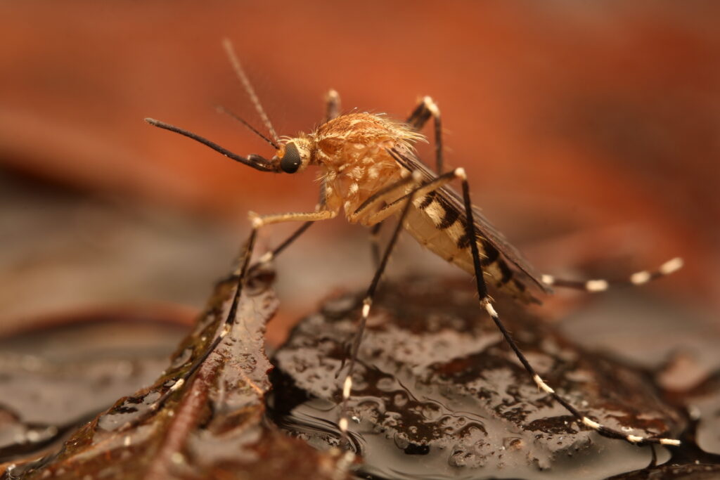 Aedes canadensis