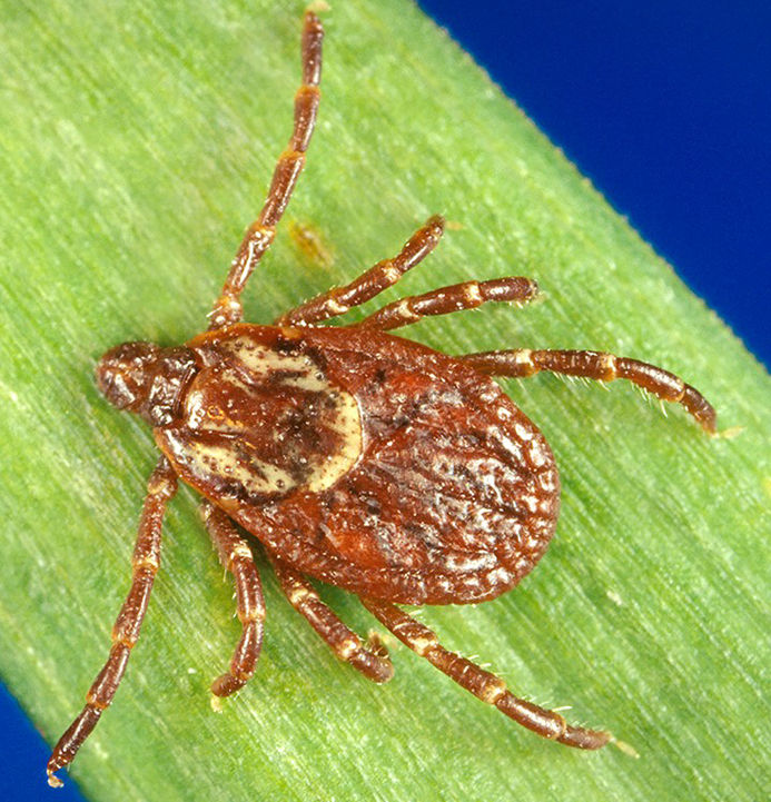 American Dog Ticks (Wood Ticks)