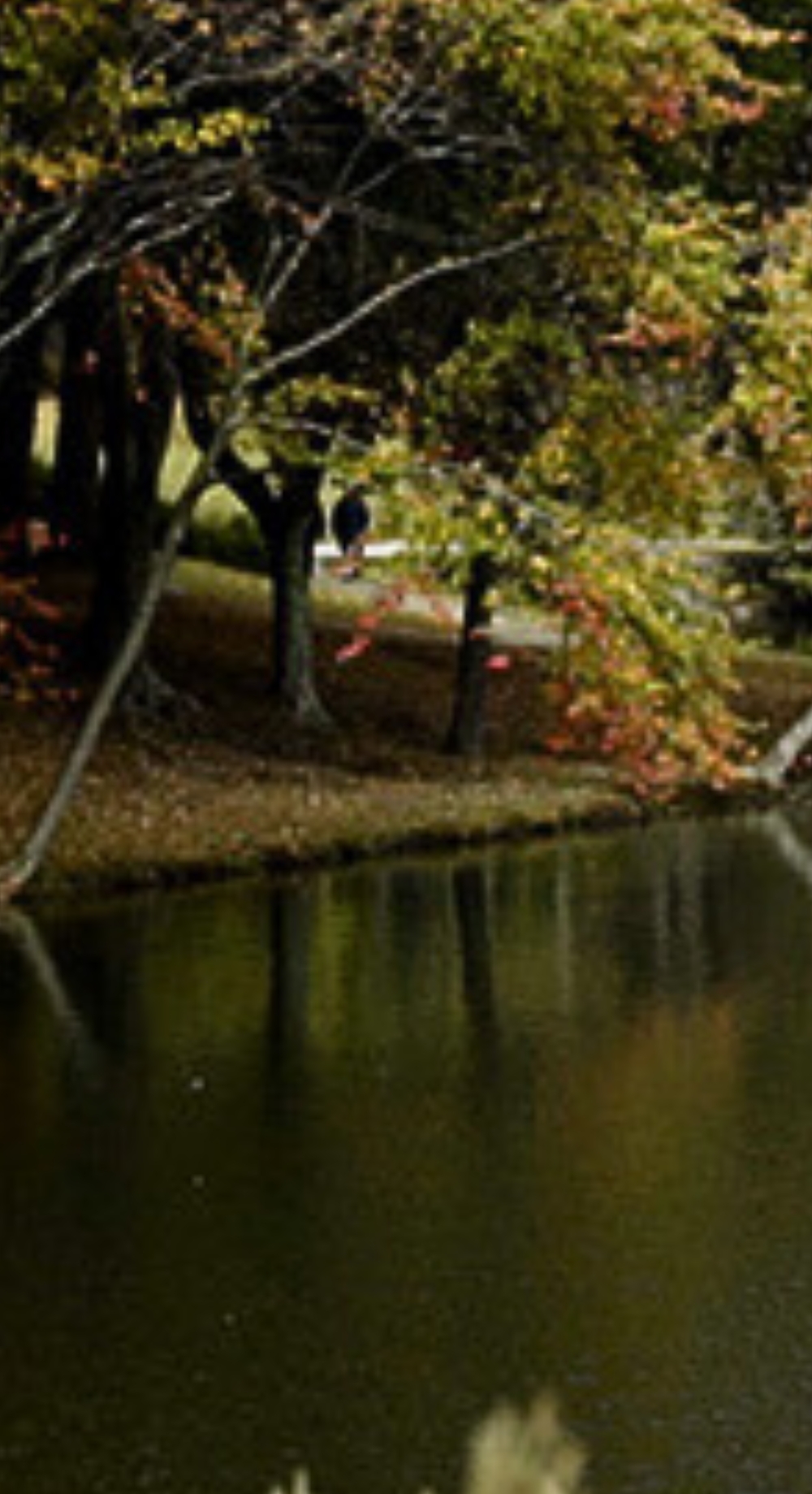 Johns Creek GA Mosquito Shield North Atlanta vertical