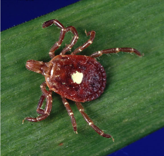 Lone Star Ticks