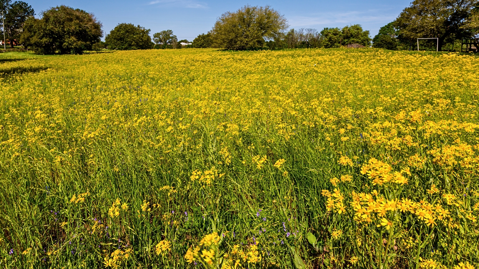 Texas Hero Image Mosquito Shield