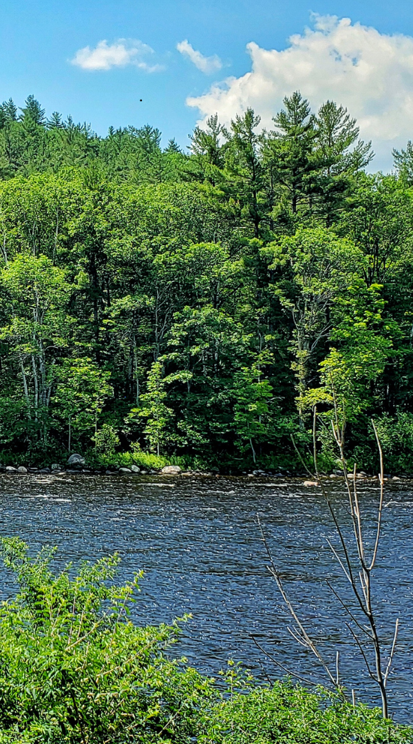 Mosquito control services in Suffern.