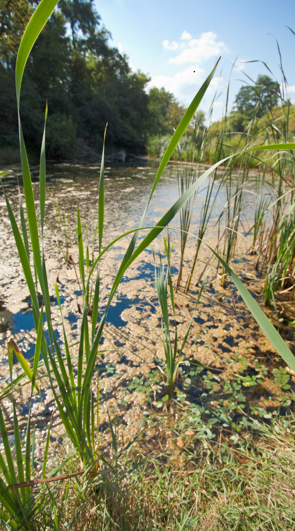 Mosquito control services in Barrington