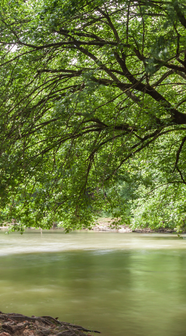 Mosquito Control Services in Canton, GA.