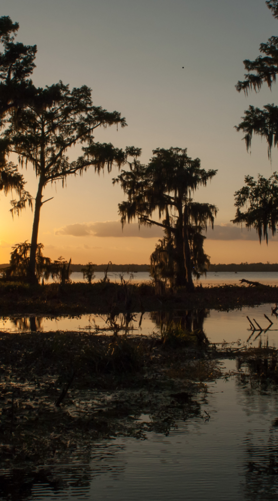 Mosquito control services in Harvey